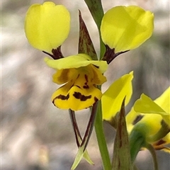 Diuris chryseopsis at Wangaratta South, VIC - 31 Oct 2024 by Clarel