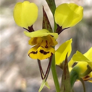 Diuris chryseopsis at Wangaratta South, VIC by Clarel