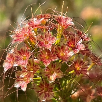 Calytrix tetragona (Common Fringe-myrtle) at Wangaratta South, VIC - 31 Oct 2024 by Clarel