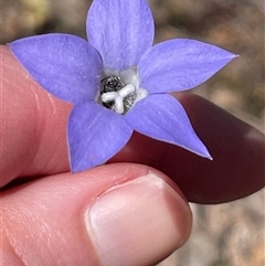 Wahlenbergia sp. at Wangaratta South, VIC - 31 Oct 2024 by Clarel