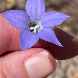 Wahlenbergia sp. at Wangaratta South, VIC by Clarel