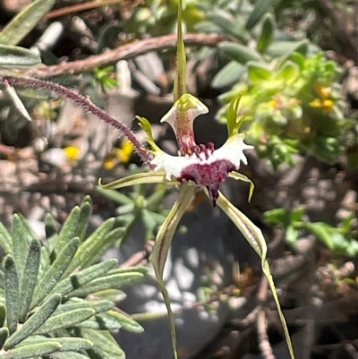 Caladenia tentaculata at Wangaratta South, VIC - 31 Oct 2024 by Clarel