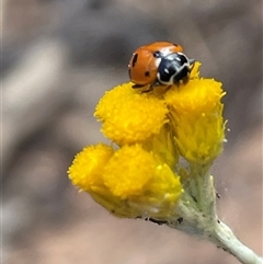 Hippodamia variegata (Spotted Amber Ladybird) at Rushworth, VIC - 31 Oct 2024 by Clarel