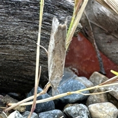 Culladia cuneiferellus at Aranda, ACT - 31 Oct 2024