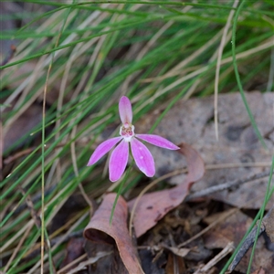 Caladenia carnea at Cotter River, ACT - 26 Oct 2024