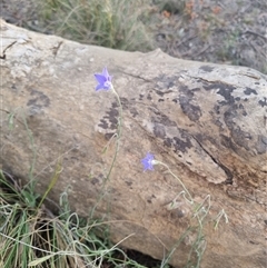 Wahlenbergia stricta subsp. stricta (Tall Bluebell) at Bungendore, NSW - 31 Oct 2024 by clarehoneydove