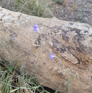 Wahlenbergia stricta subsp. stricta at Bungendore, NSW - 31 Oct 2024