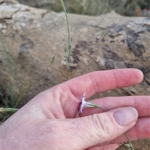 Wahlenbergia stricta subsp. stricta at Bungendore, NSW - 31 Oct 2024 05:32 PM