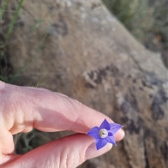 Wahlenbergia stricta subsp. stricta at Bungendore, NSW - 31 Oct 2024 05:32 PM