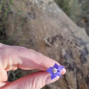 Wahlenbergia stricta subsp. stricta at Bungendore, NSW - 31 Oct 2024