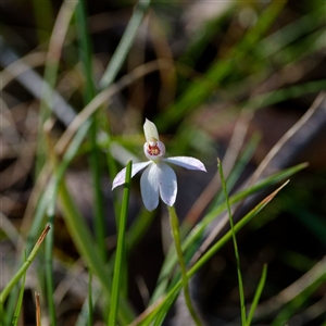 Caladenia carnea at Cotter River, ACT - 26 Oct 2024