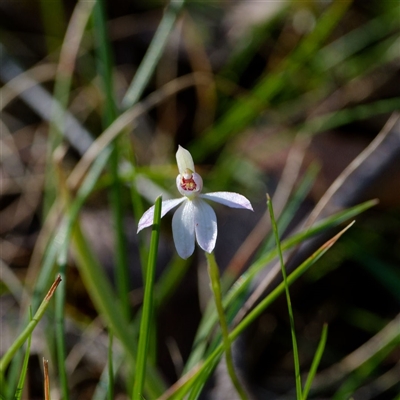 Caladenia carnea (Pink Fingers) at Cotter River, ACT - 25 Oct 2024 by regeraghty