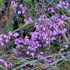 Tetratheca bauerifolia (Heath Pink-bells) at Cotter River, ACT - 25 Oct 2024 by regeraghty