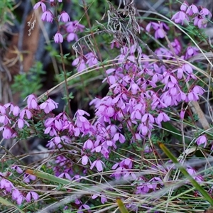 Tetratheca bauerifolia at Cotter River, ACT - 26 Oct 2024 08:31 AM