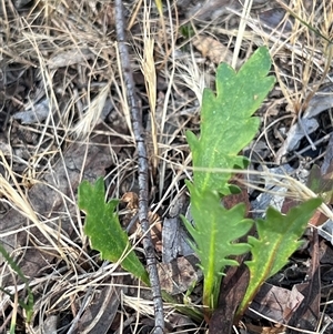 Goodenia pinnatifida at Higgins, ACT - 31 Oct 2024