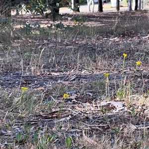 Goodenia pinnatifida at Higgins, ACT - 31 Oct 2024 05:00 PM