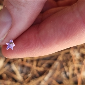 Wahlenbergia multicaulis at Bungendore, NSW - suppressed