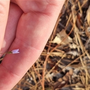 Wahlenbergia multicaulis at Bungendore, NSW - suppressed