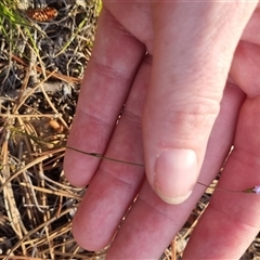 Wahlenbergia multicaulis at Bungendore, NSW - suppressed