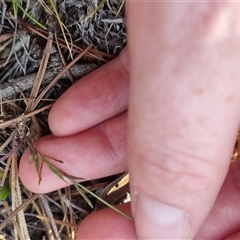 Wahlenbergia multicaulis at Bungendore, NSW - suppressed