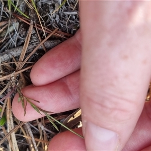 Wahlenbergia multicaulis at Bungendore, NSW - 31 Oct 2024