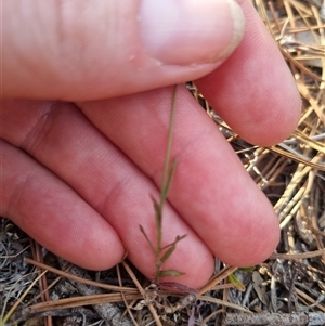 Wahlenbergia multicaulis at Bungendore, NSW - suppressed