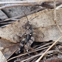 Cryptobothrus chrysophorus (Golden Bandwing) at Bungendore, NSW - 31 Oct 2024 by clarehoneydove