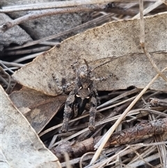 Cryptobothrus chrysophorus at Bungendore, NSW - suppressed