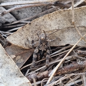 Cryptobothrus chrysophorus at Bungendore, NSW - suppressed