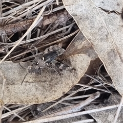 Cryptobothrus chrysophorus at Bungendore, NSW - suppressed