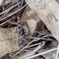 Cryptobothrus chrysophorus at Bungendore, NSW - suppressed