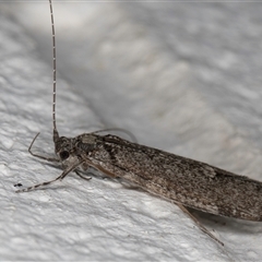 Leptoceridae sp. (family) at Melba, ACT - 29 Oct 2024