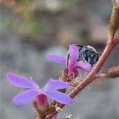 Lasioglossum (Chilalictus) sp. (genus & subgenus) (Halictid bee) at Bungendore, NSW - 30 Oct 2024 by clarehoneydove