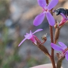 Lasioglossum (Chilalictus) sp. (genus & subgenus) at Bungendore, NSW - suppressed