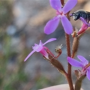 Lasioglossum (Chilalictus) sp. (genus & subgenus) at Bungendore, NSW - suppressed