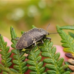 Pachycoelia sp. (genus) (A darkling beetle) at Palerang, NSW - 31 Oct 2024 by Csteele4