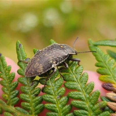 Pachycoelia sp. (genus) (A darkling beetle) at Palerang, NSW - 31 Oct 2024 by Csteele4