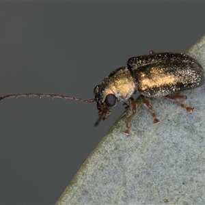 Edusella sp. (genus) at Bruce, ACT - 30 Oct 2024