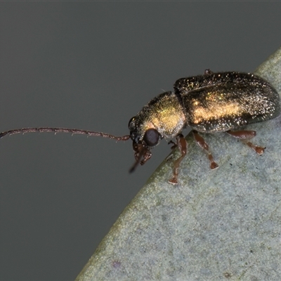 Edusella sp. (genus) (A leaf beetle) at Bruce, ACT - 30 Oct 2024 by kasiaaus