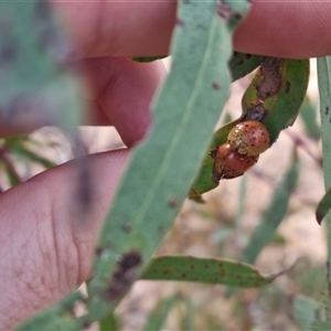 Paropsis obsoleta at Bungendore, NSW - 31 Oct 2024