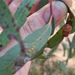 Paropsis obsoleta at Bungendore, NSW - 31 Oct 2024