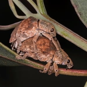 Gonipterus scutellatus at Bruce, ACT - 30 Oct 2024 10:05 AM