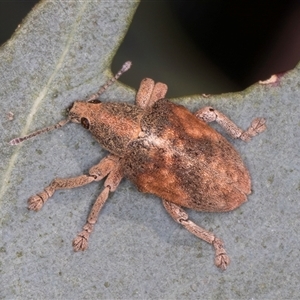 Gonipterus scutellatus at Bruce, ACT - 30 Oct 2024 10:05 AM