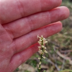 Stackhousia monogyna (Creamy Candles) at Warri, NSW - 27 Oct 2024 by clarehoneydove