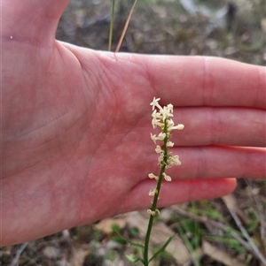 Stackhousia monogyna at Warri, NSW - suppressed