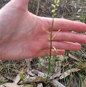 Stackhousia monogyna at Warri, NSW - suppressed