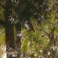 Chrysococcyx lucidus (Shining Bronze-Cuckoo) at Freshwater Creek, VIC - 1 Sep 2020 by WendyEM