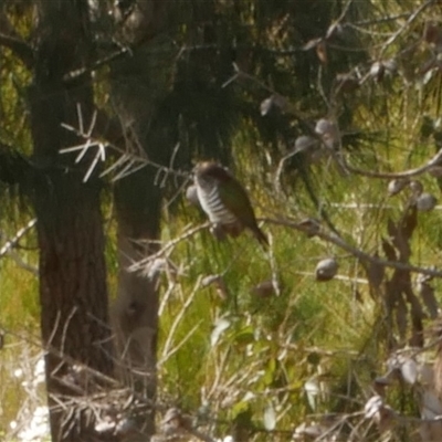 Chrysococcyx lucidus (Shining Bronze-Cuckoo) at Freshwater Creek, VIC - 1 Sep 2020 by WendyEM