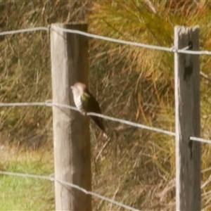 Chrysococcyx basalis at Freshwater Creek, VIC - 1 Sep 2020 12:28 PM