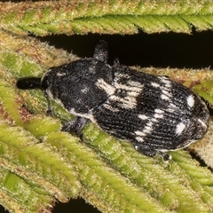 Neolaemosaccus longimanus (A weevil) at Bruce, ACT - 30 Oct 2024 by kasiaaus